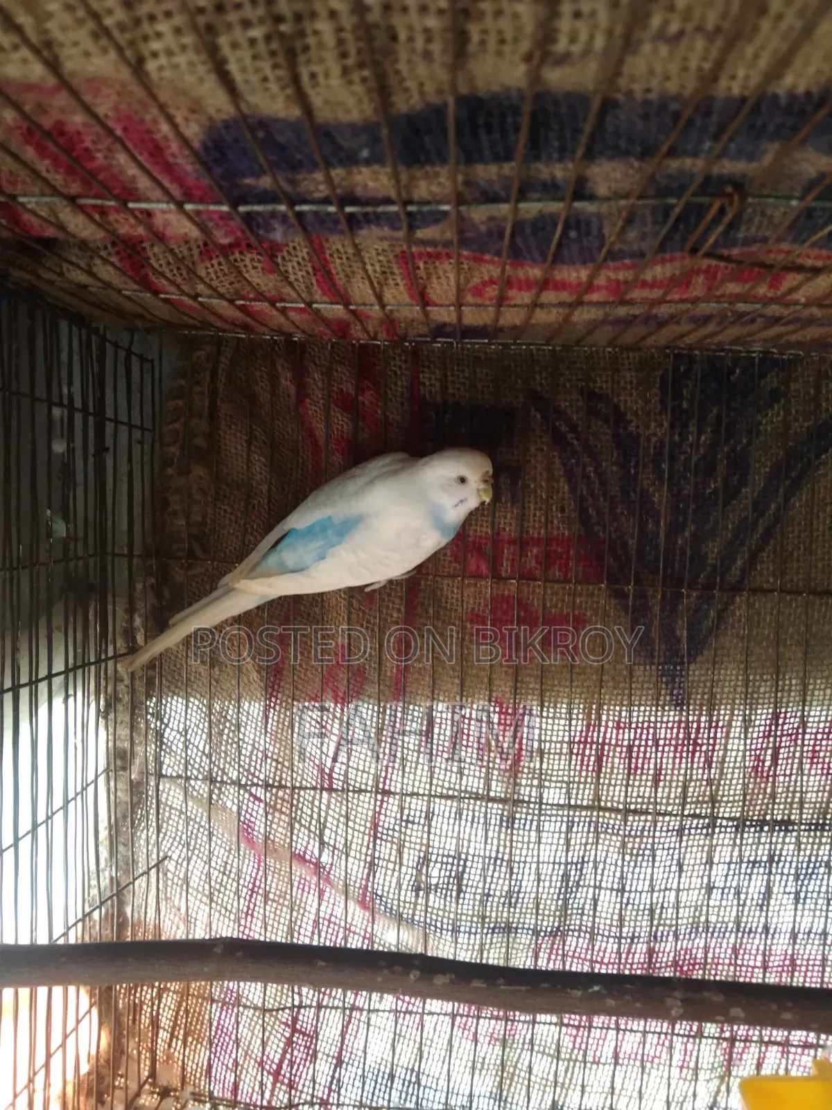 বাজরিগার রানিং পেয়ার