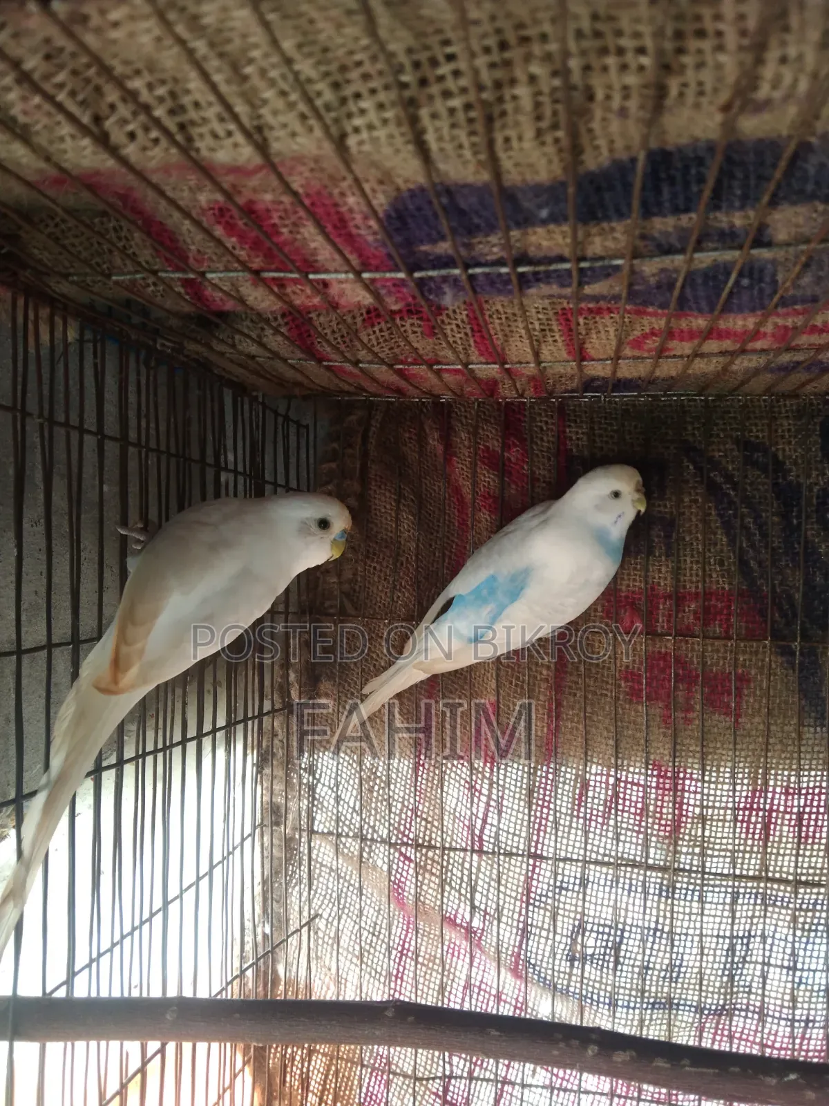 বাজরিগার রানিং পেয়ার