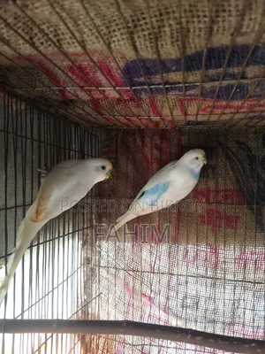 বাজরিগার রানিং পেয়ার