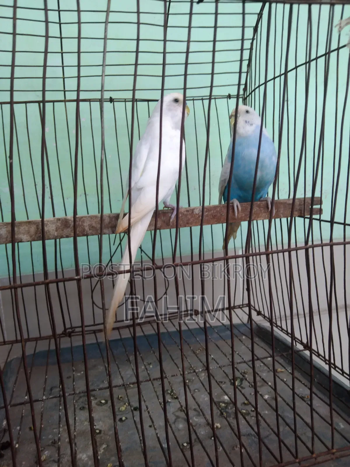 বাজরিগার রানিং পেয়ার