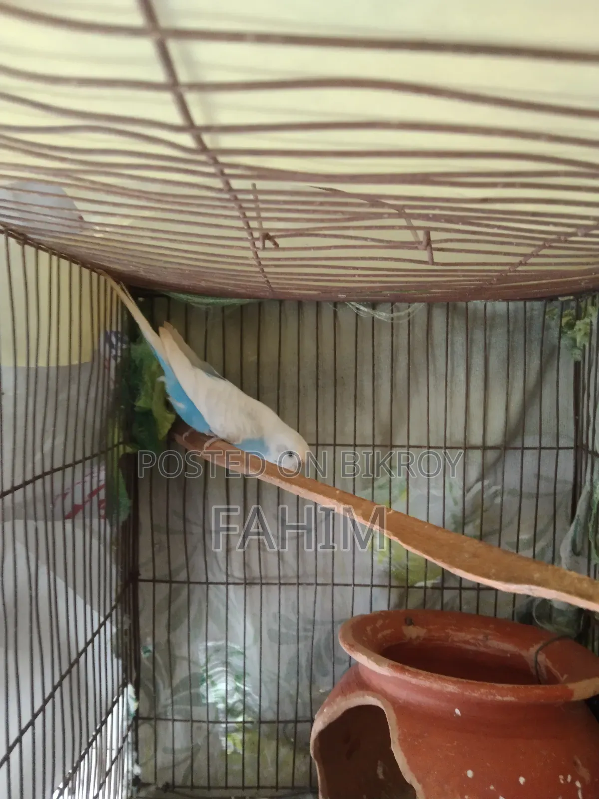 বাজরিগার রানিং পেয়ার