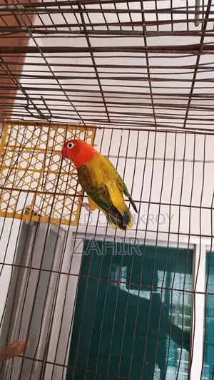 Green Euwing Opaline Female Lovebird