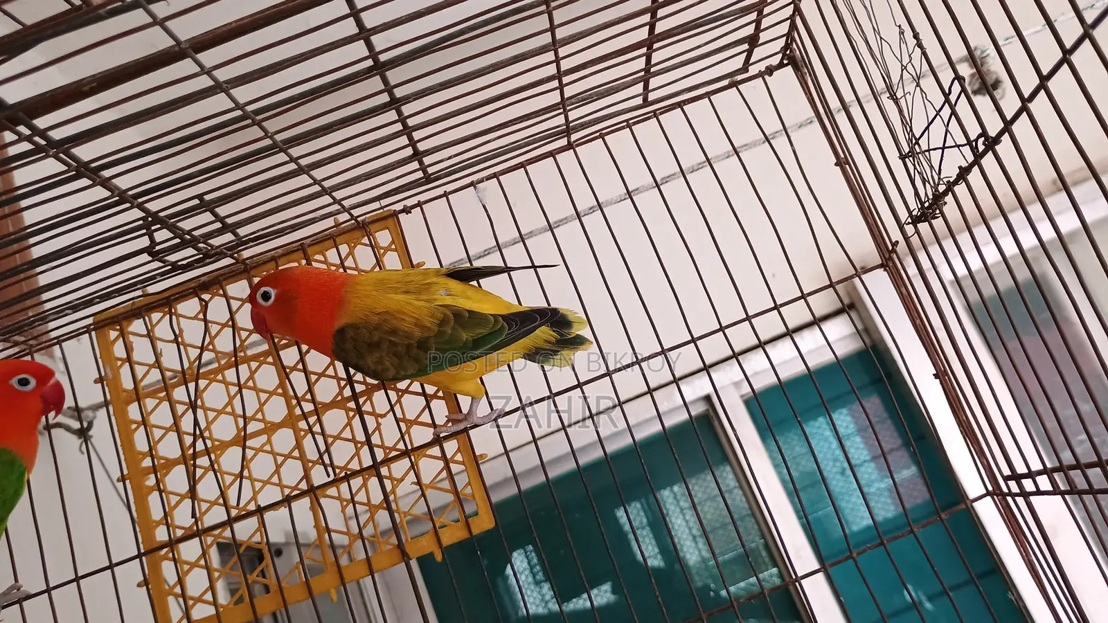Green Euwing Opaline Female Lovebird