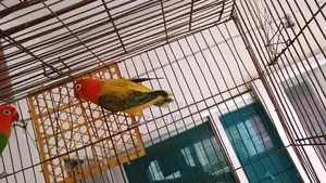 Green Euwing Opaline Female Lovebird