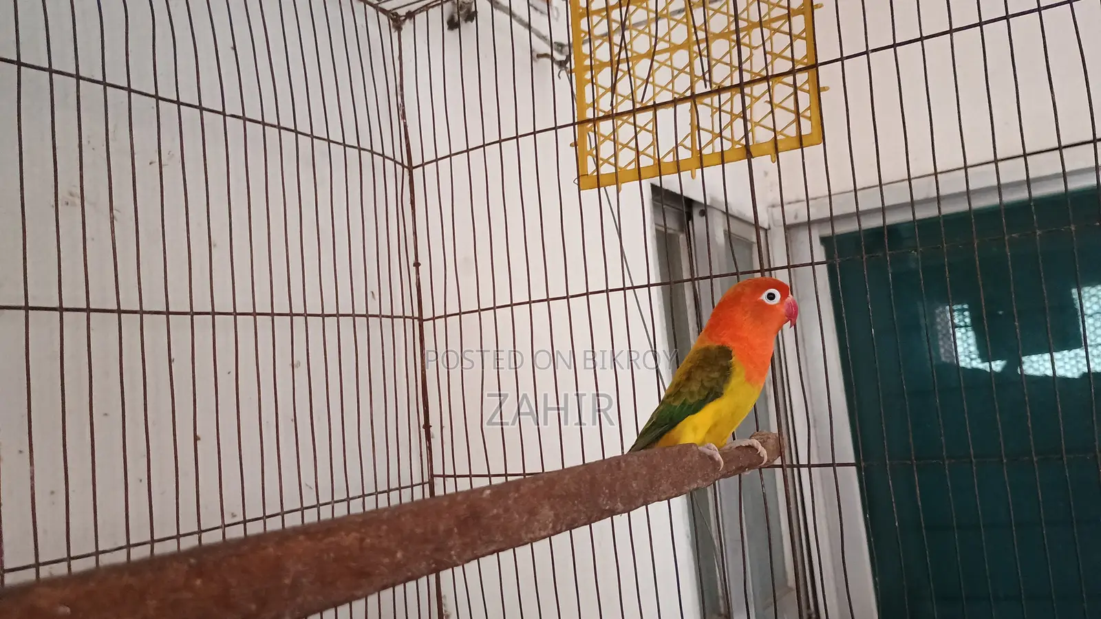 Green Euwing Opaline Female Lovebird