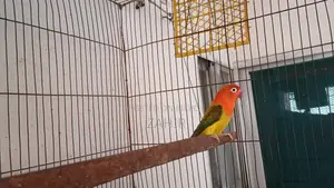 Green Euwing Opaline Female Lovebird