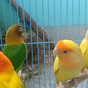 Love Bird Pair