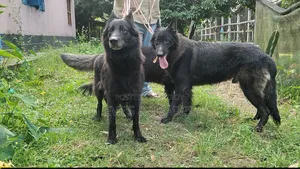 6-12 months Male Purebred German Shepherd