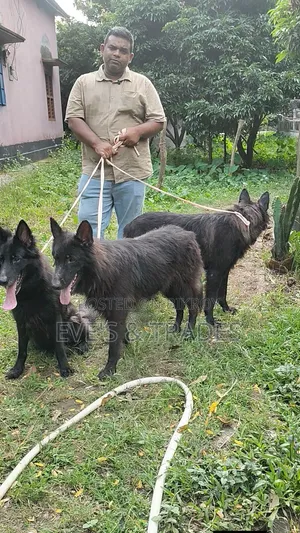 6-12 months Male Purebred German Shepherd