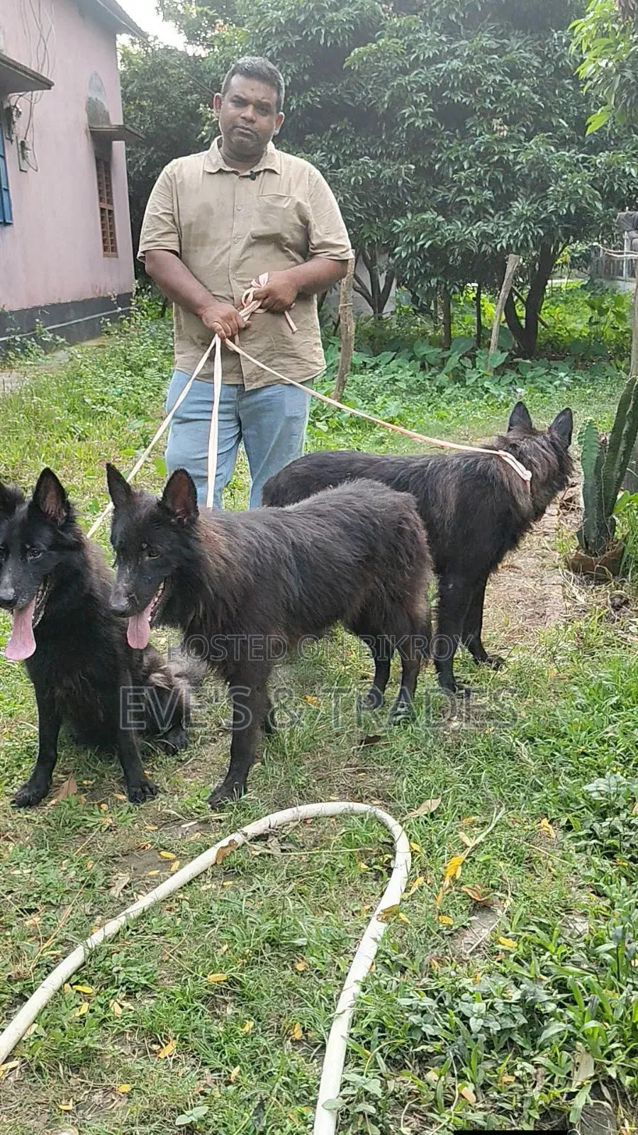 6-12 months Male Purebred German Shepherd