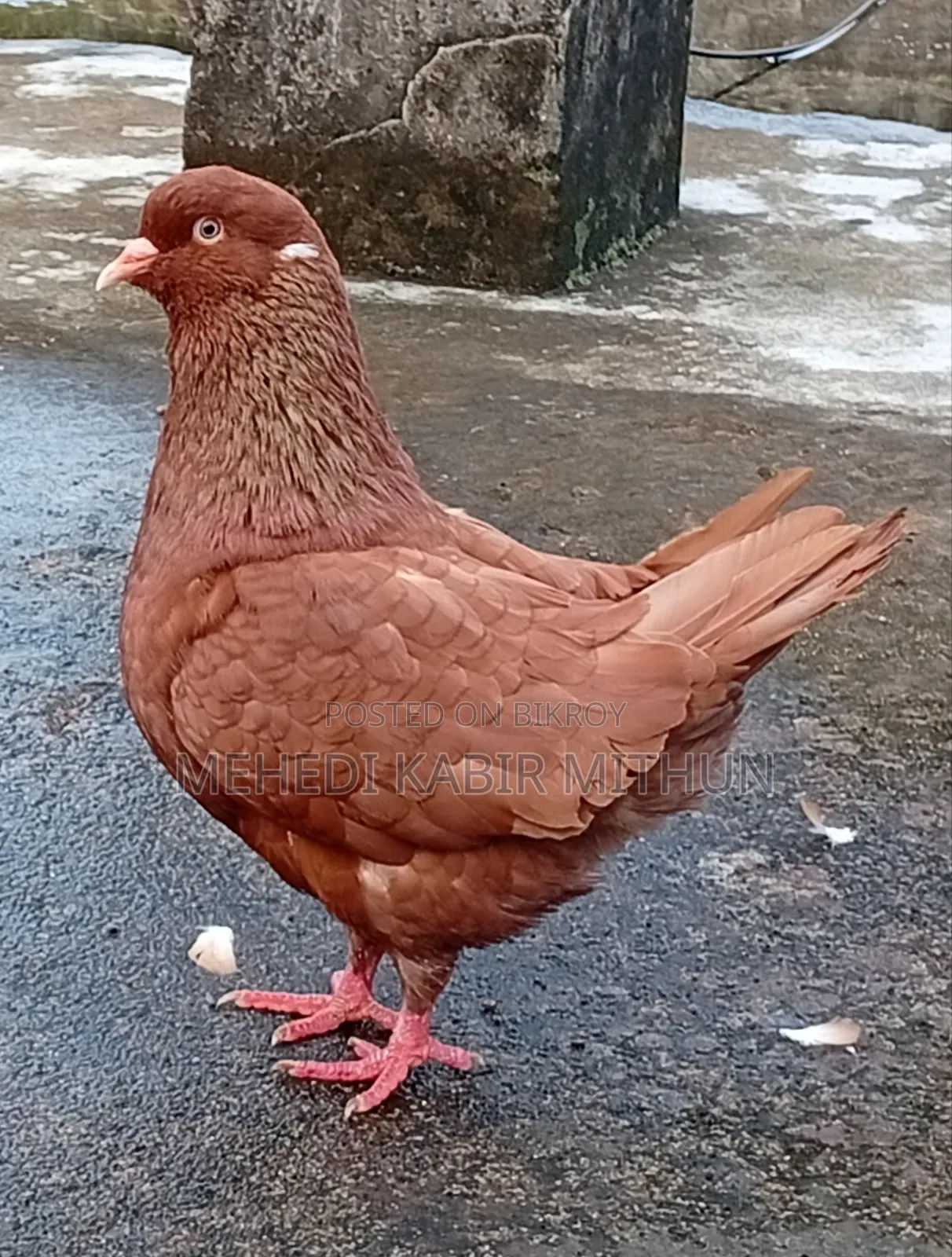 সো কিং কবুতর ( Show King Pigeon )