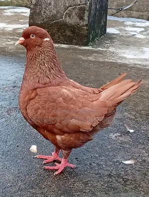 সো কিং কবুতর ( Show King Pigeon )