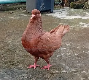 সো কিং কবুতর ( Show King Pigeon )