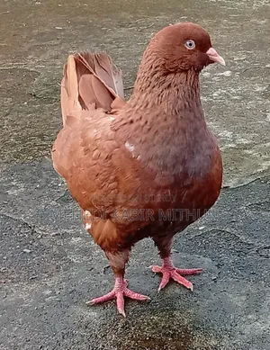 সো কিং কবুতর ( Show King Pigeon )