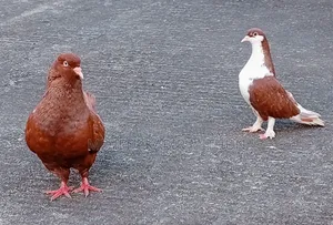 সো কিং কবুতর ( Show King Pigeon )
