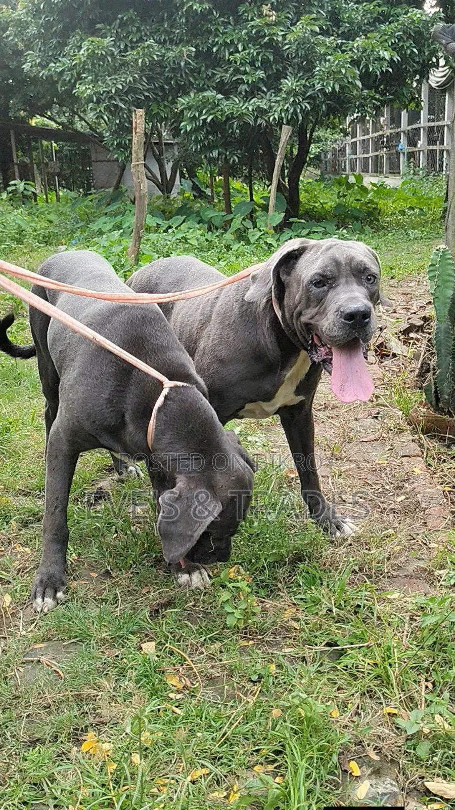 6-12 months Male Purebred Cane Corso