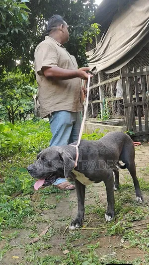 6-12 months Male Purebred Cane Corso