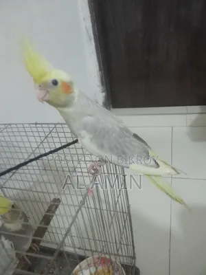 কোকাটেল পাখি
