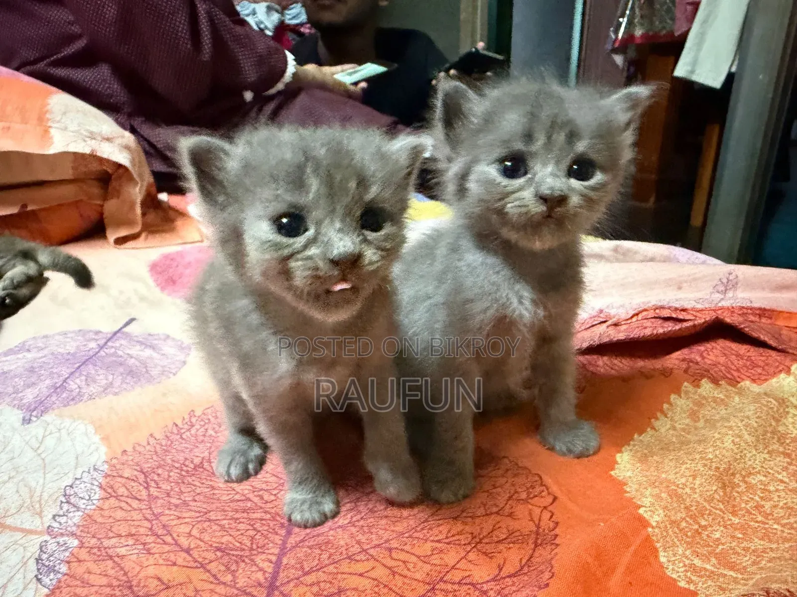 1-3 months Female Mixed Breed British Shorthair