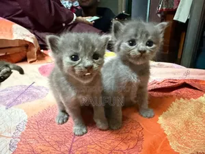 1-3 months Female Mixed Breed British Shorthair