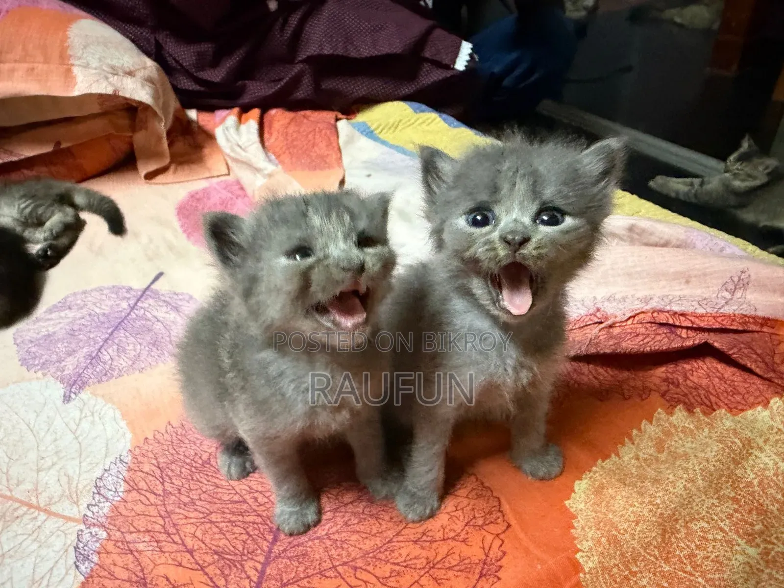 1-3 months Female Mixed Breed British Shorthair