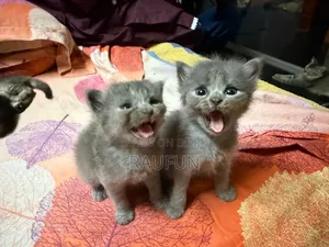 1-3 months Female Mixed Breed British Shorthair