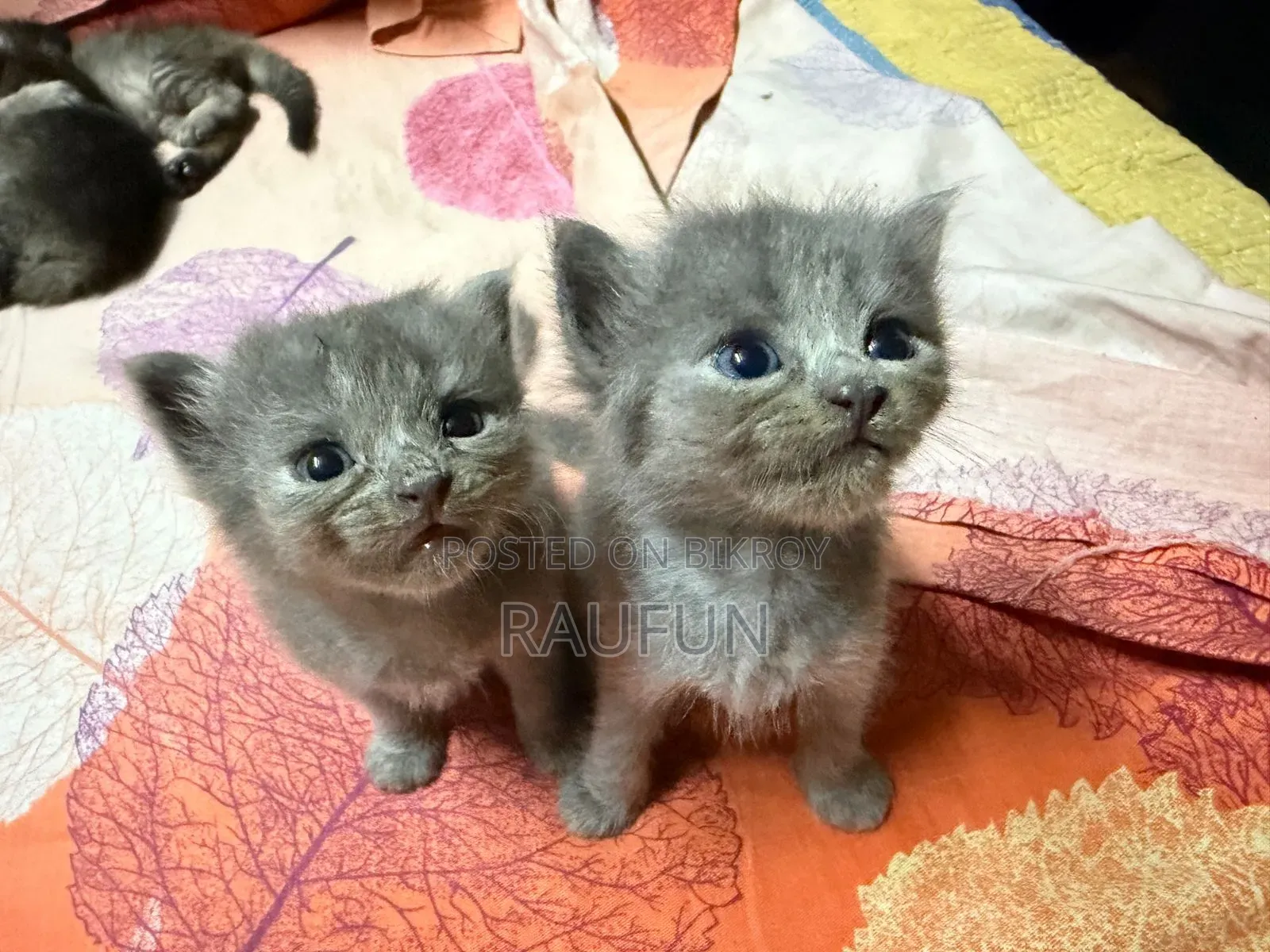 1-3 months Female Mixed Breed British Shorthair