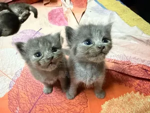 1-3 months Female Mixed Breed British Shorthair