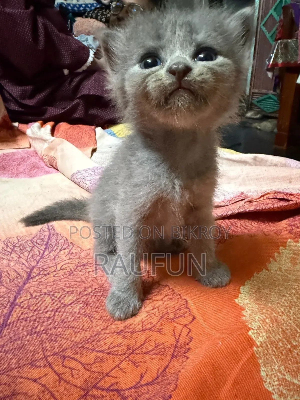 1-3 months Female Mixed Breed British Shorthair
