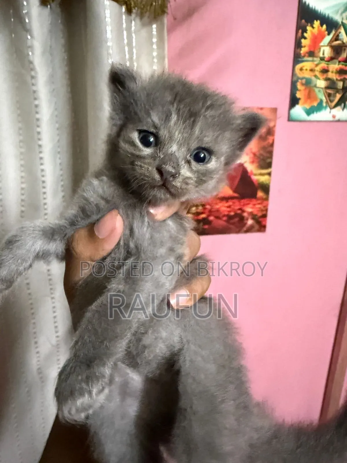 1-3 months Female Mixed Breed British Shorthair