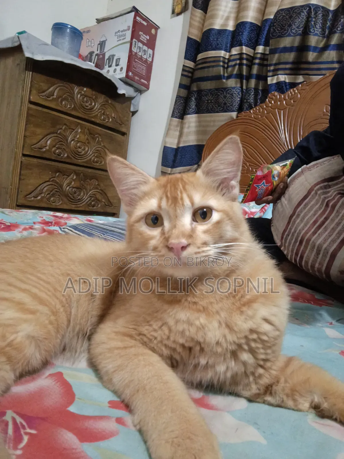 6-12 months Male Purebred Persian