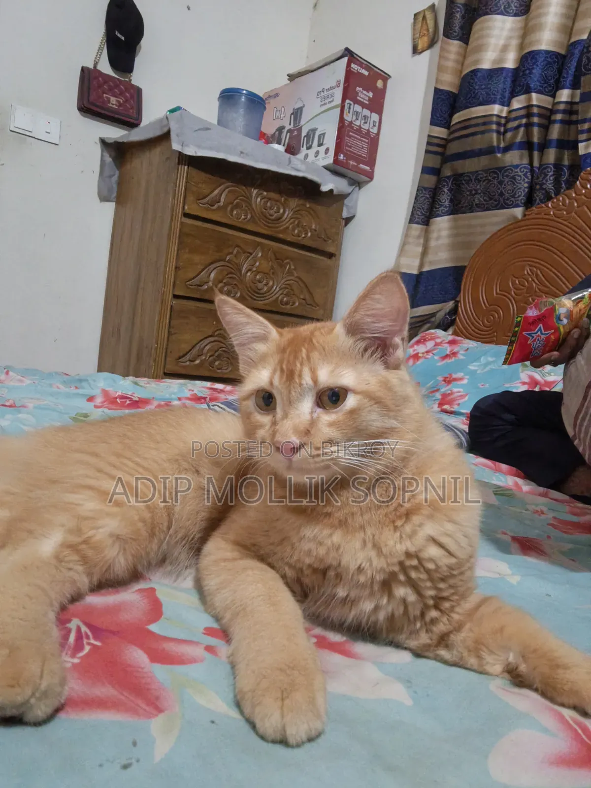 6-12 months Male Purebred Persian