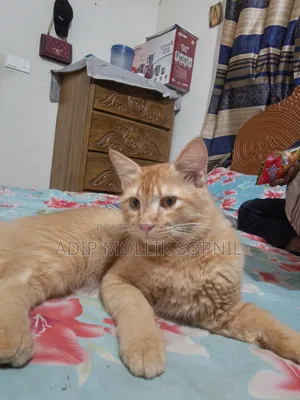 6-12 months Male Purebred Persian