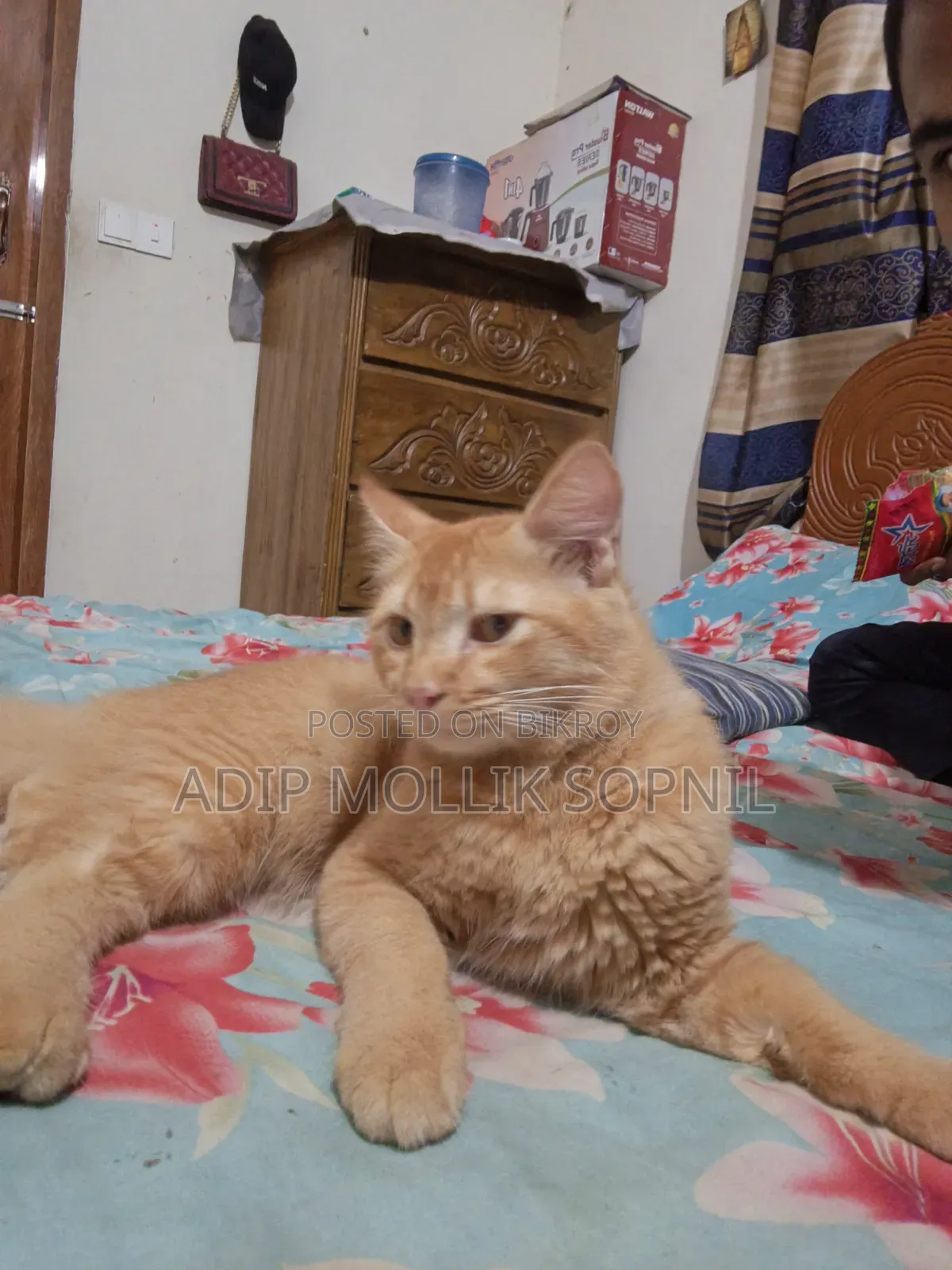 6-12 months Male Purebred Persian