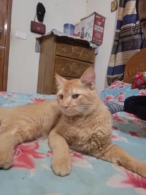 6-12 months Male Purebred Persian