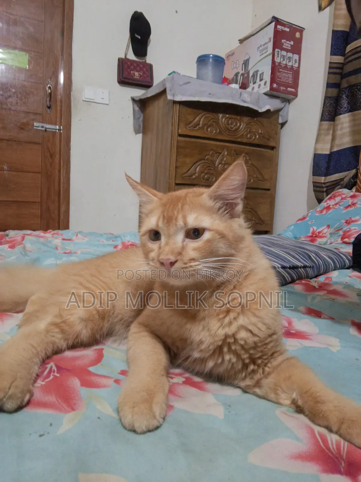 6-12 months Male Purebred Persian