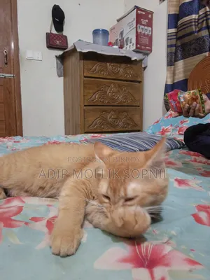 6-12 months Male Purebred Persian