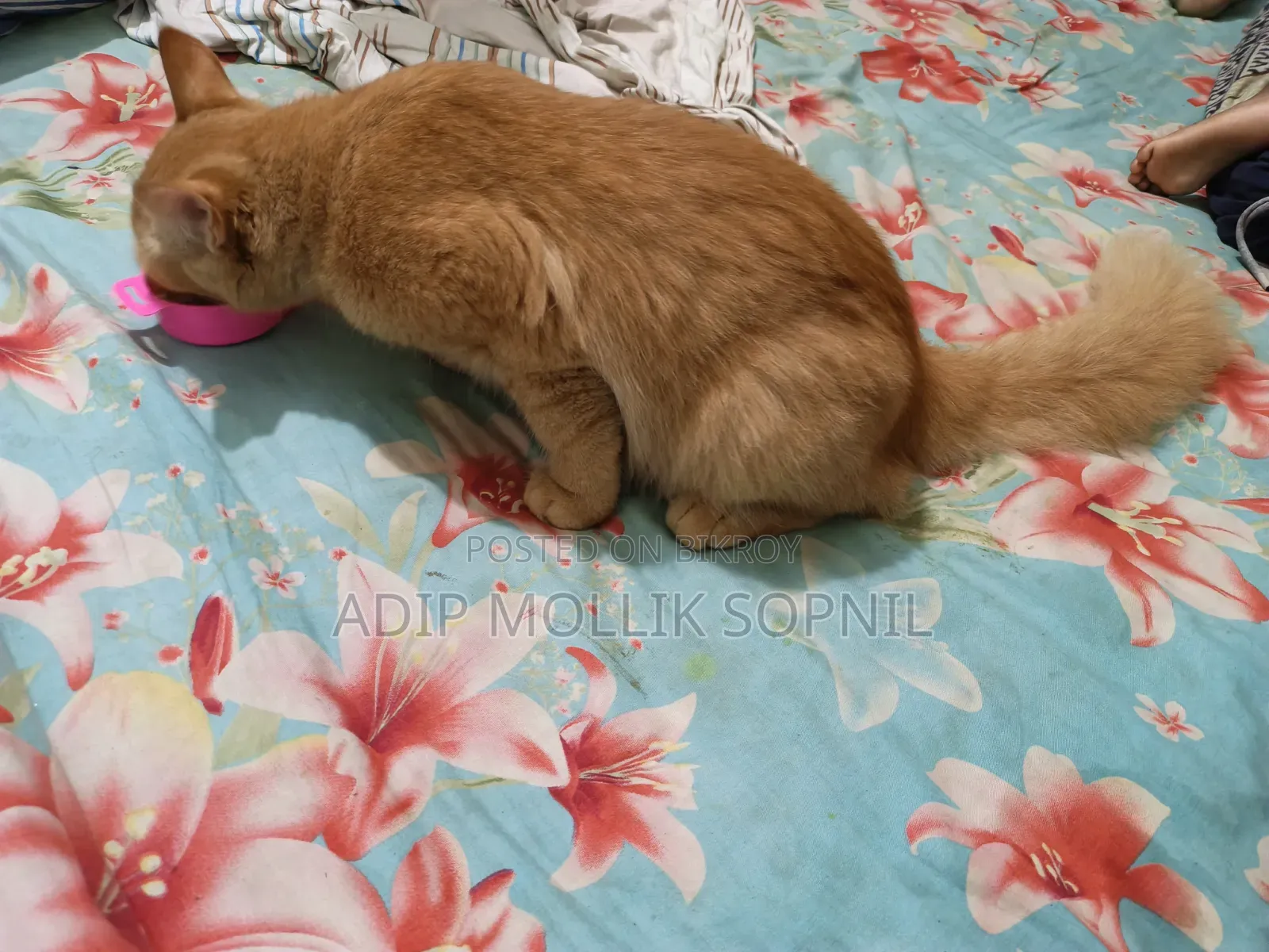 6-12 months Male Purebred Persian