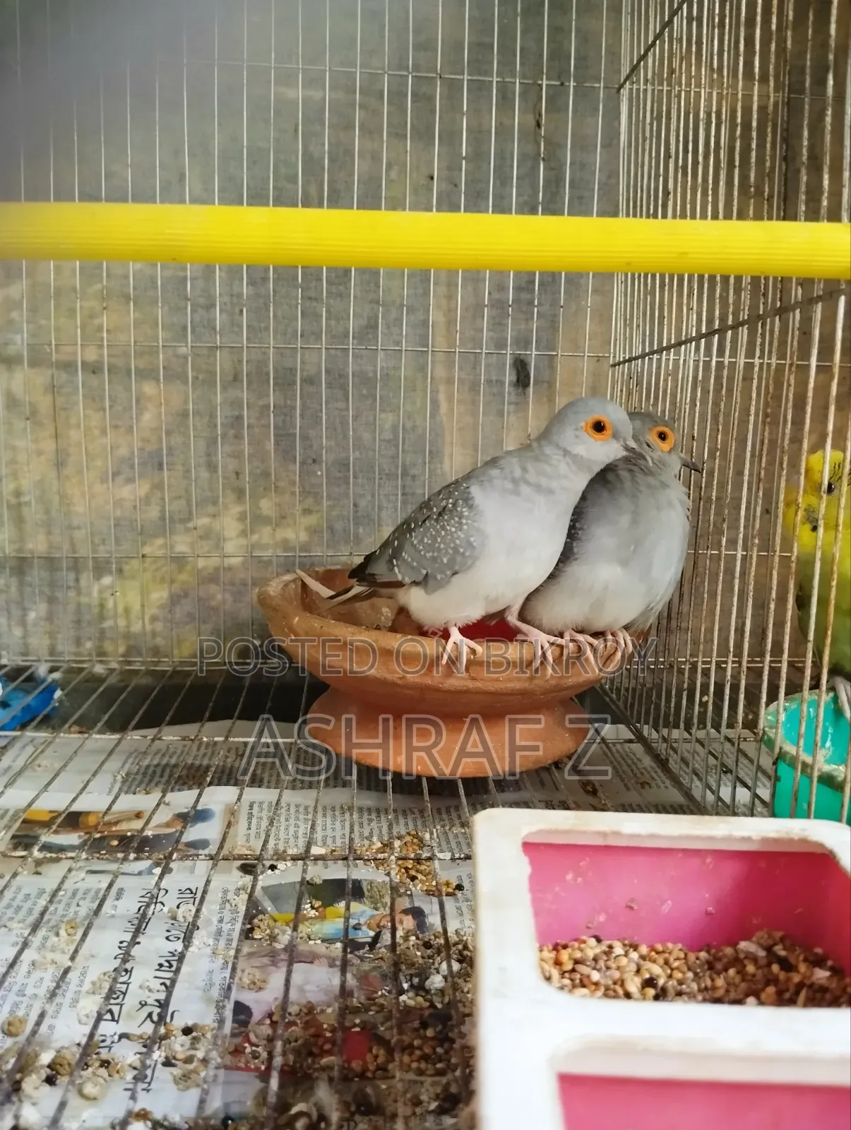 Diamond Dove Adult Pair