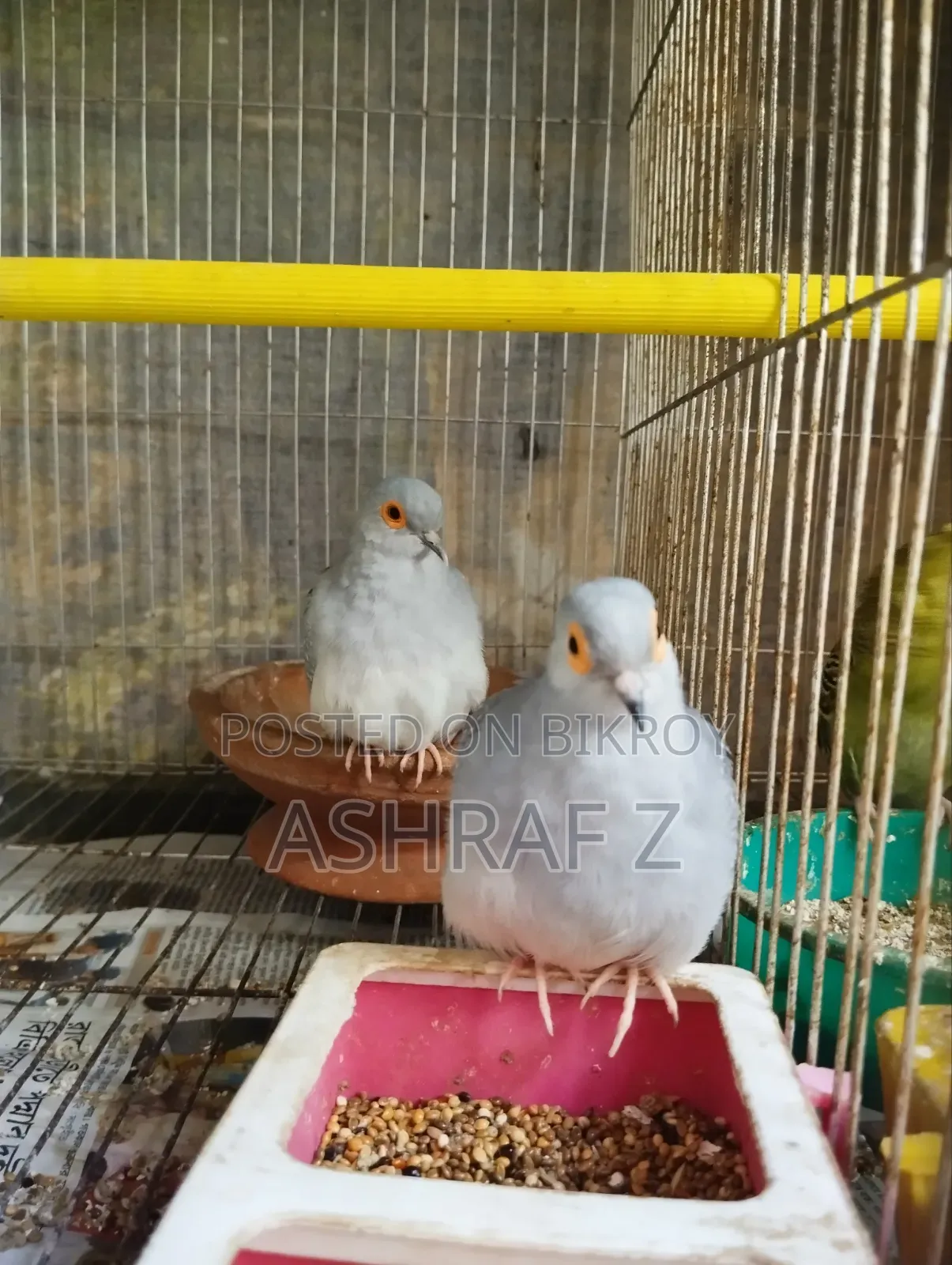 Diamond Dove Adult Pair