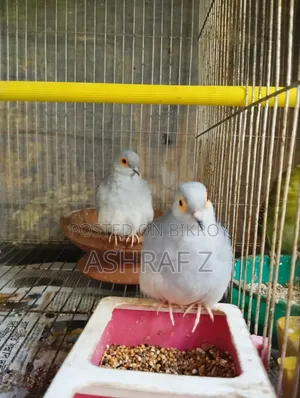 Diamond Dove Adult Pair