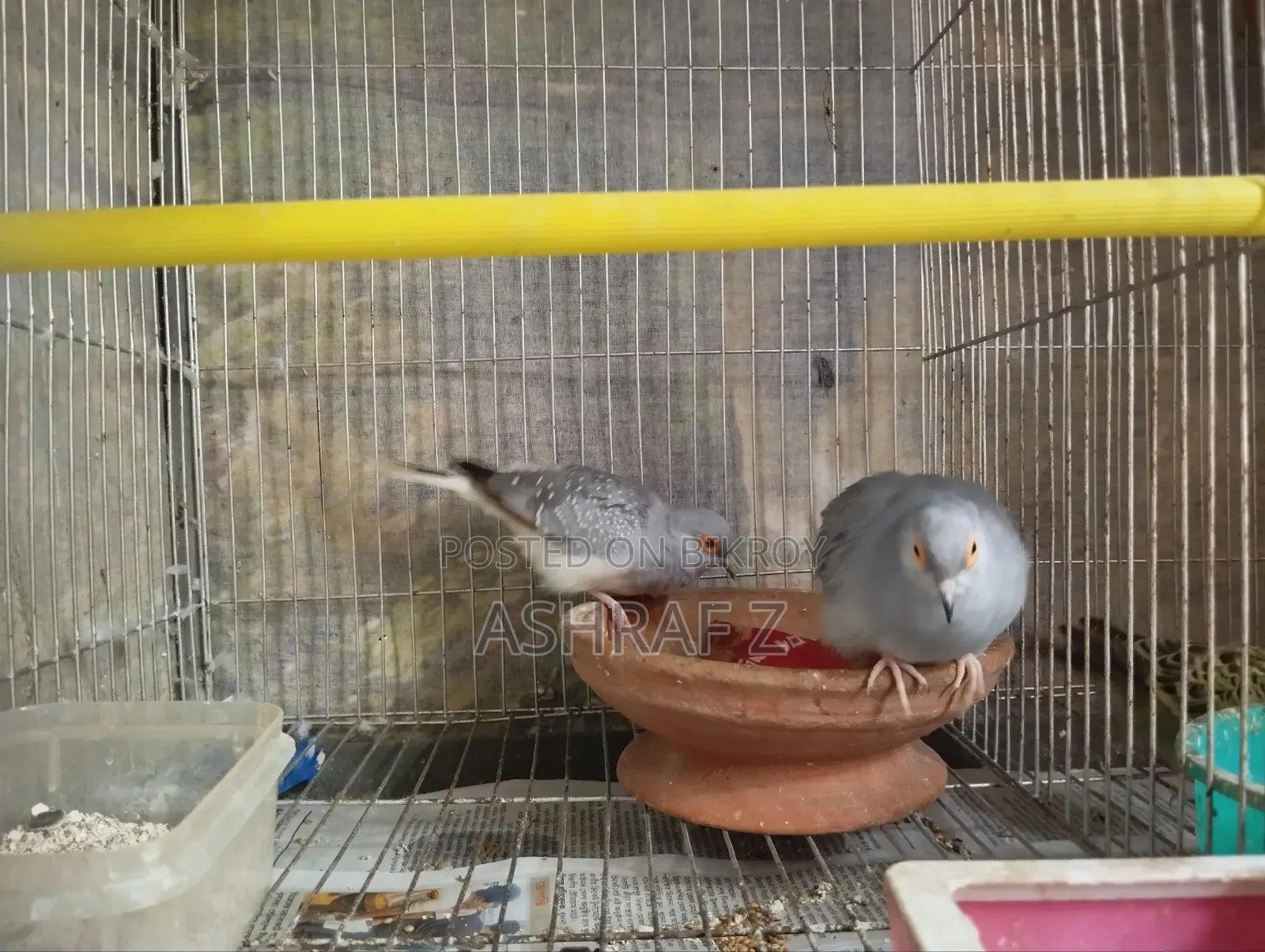 Diamond Dove Adult Pair