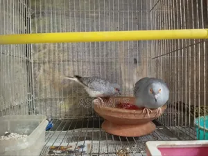 Diamond Dove Adult Pair