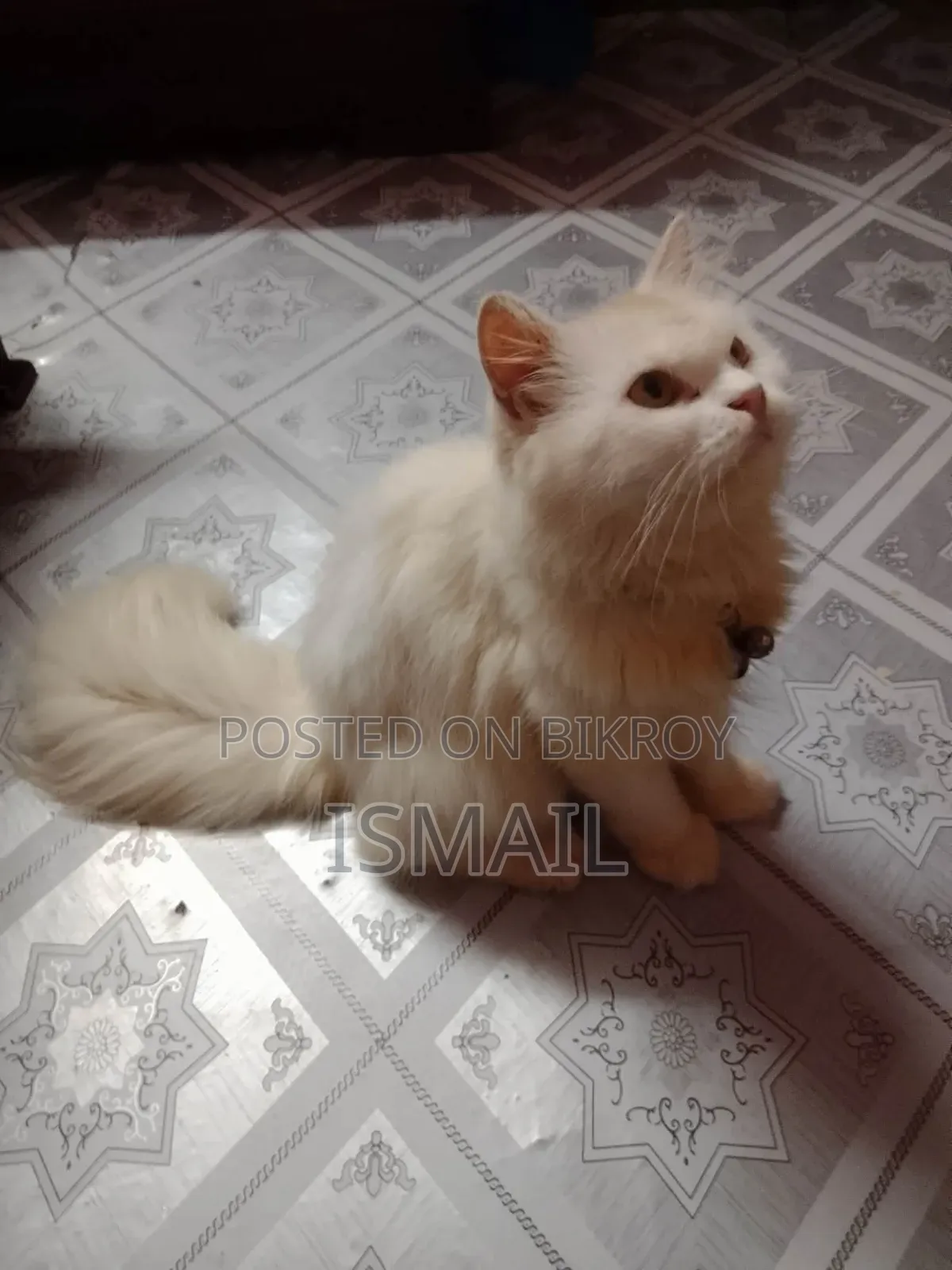 6-12 months Male Purebred Persian