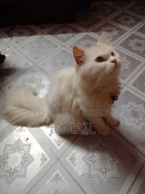 6-12 months Male Purebred Persian