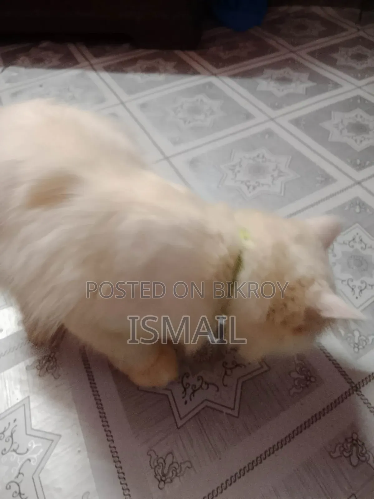 6-12 months Male Purebred Persian