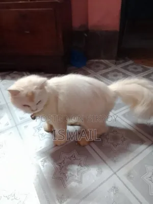 6-12 months Male Purebred Persian