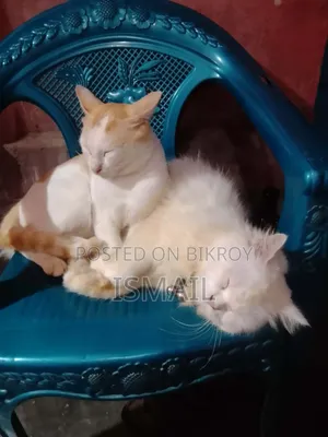 6-12 months Male Purebred Persian