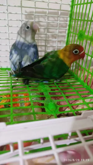 Mahabub Aviary