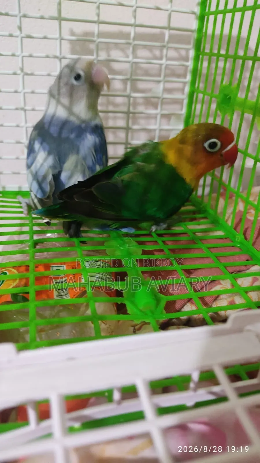 Mahabub Aviary